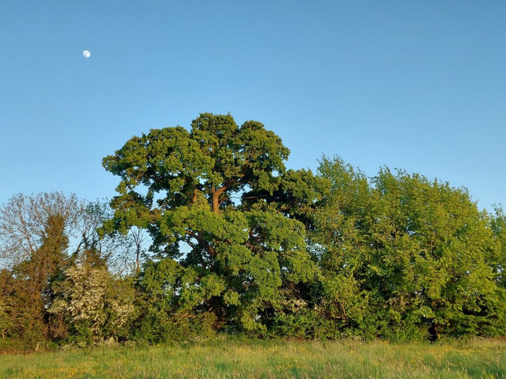 Packsaddle Fields