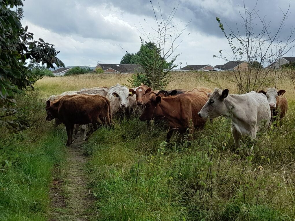 Cows on the footpath at packsaddle community fields