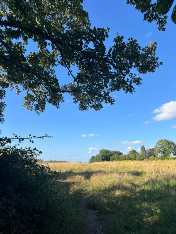 Summer view packsaddle fields